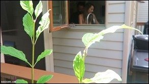 Nikki Sims nikki sims dishwasheer creep 04 thumb - By the Window Fun