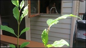 Nikki Sims nikki sims dishwasheer creep 08 - By the Window Fun