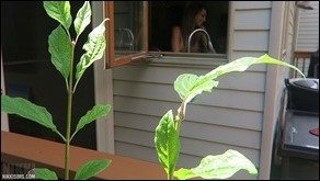 Nikki Sims nikki sims dishwasheer creep 09 thumb - By the Window Fun